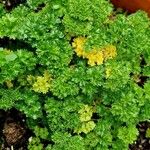 Petroselinum crispum Облик