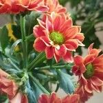 Chrysanthemum indicum Цветок