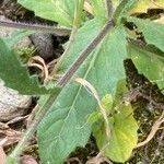 Biscutella didyma Leaf