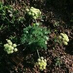 Lomatium dasycarpum Хабит