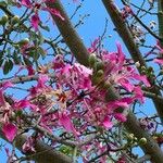 Ceiba speciosa Floro