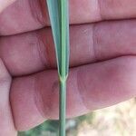 Elymus pungens Blatt