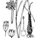 Allium strictum Other