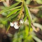 Baccharis salicifolia Blüte