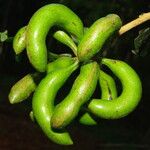 Xylopia staudtii Fruit