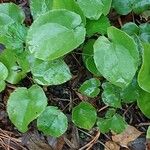 Epimedium perralderianum Blad