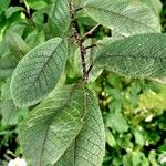 Prunus virginiana Blatt