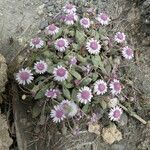 Senecio varicosus Habit