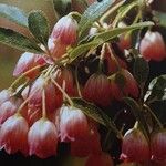 Enkianthus campanulatus 花