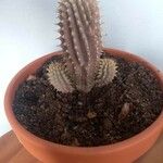 Hoodia gordonii Blatt