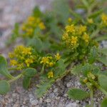 Lepidium flavum ᱛᱟᱦᱮᱸ