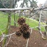 Liquidambar styraciflua Fruto