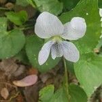 Viola striata 花