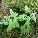 Gymnocarpium dryopteris Blatt