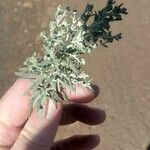 Artemisia ludoviciana Blad