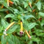 Cuphea ignea Blüte
