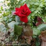 Rosa × odorata 整株植物