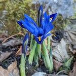 Iris reticulata Habit