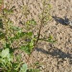 Rorippa × anceps Habit