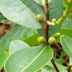 Erythroxylum citrifolium Fruto