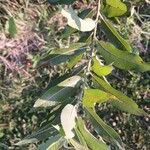 Salix eriocephala Leaf