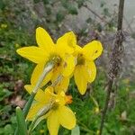 Narcissus cyclamineus 花