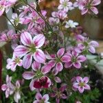 Saxifraga rosaceaFlower