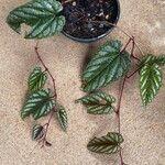 Cissus discolor पत्ता