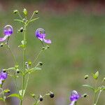 Trichostema dichotomum Hábito