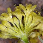 Eriogonum sphaerocephalum Blomma