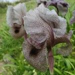 Iris basaltica