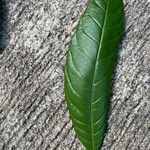 Pouteria campechiana Leaf