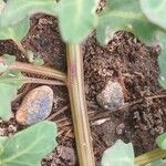 Oxybasis glauca বাকল