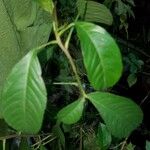 Adansonia digitata Leaf