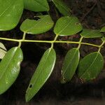 Dalbergia retusa Leaf