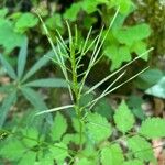 Cardamine chelidonia Frukto