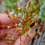 Centranthus lecoqii Fruto