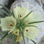 Mohavea confertiflora Flor
