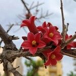 Brachychiton bidwillii 花