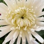 Chrysanthemum indicum Flower