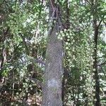Ficus racemigera Hábito