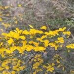 Cytisus balansae Flower