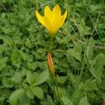 Zephyranthes citrina Fuelha