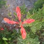 Tecomaria capensis Flower