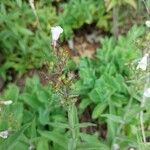 Penstemon pallidus Owoc