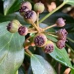 Hedera colchica Frutto