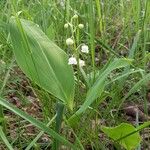 Convallaria majalis Hàbitat