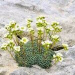 Saxifraga squarrosa Leaf