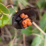 Lonicera implexa Fruit