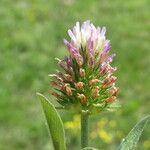 Trifolium squamosum Çiçek